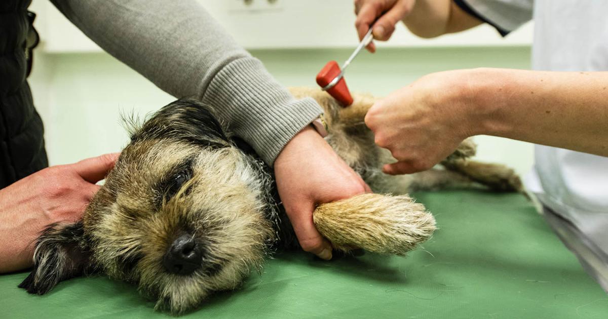 Diseases of Senior Cats and Dogs: Diagnosis and Therapy, 2nd